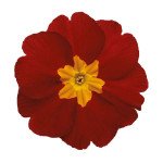 Примула Данова F1 вельвет красная (velvet red) /100 семян/ *Sakata*