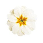 Примула Данова F1 белая (white) /100 семян/ *Sakata*