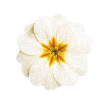 Примула Данова F1 белая (white) /100 семян/ *Sakata*