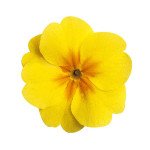 Примула Данова F1 жовта з вічком (yellow with eye) /100 насінин/ *Sakata*