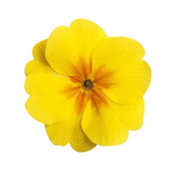 Примула Данова F1 жовта з вічком (yellow with eye) /100 насінин/ *Sakata*