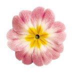 Примула Данова F1 біколор яблуневий цвіт (bicolor appleblossom) /100 насінин/ *Sakata*