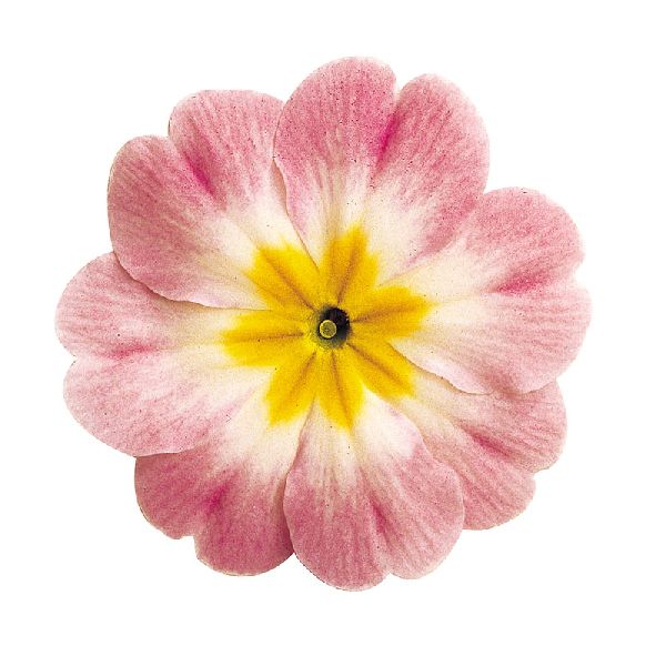 Насіння примули Данова F1 біколор яблуневий цвіт (bicolor appleblossom) /100 насінин/ *Sakata*