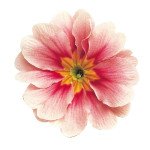 Примула Данова F1 біколор пінк (bicolour pink) /100 насінин/ *Sakata*