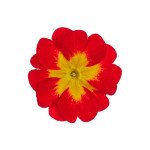 Примула Данова F1 биколор красно-желтая (bicolour red yellow) /100 семян/ *Sakata*