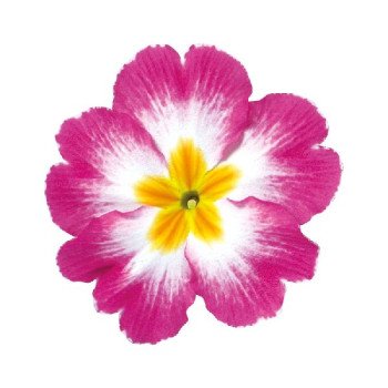 Примула Данова F1 біколор рожево-біла (bicolor rose and white) /100 насінин/ *Sakata*