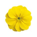 Примула Данова F1 лемон єлов (lemon yellow) /100 насінин/ *Sakata*