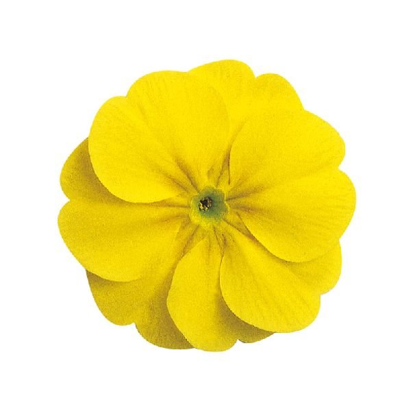 Насіння примули Данова F1 лемон єлов (lemon yellow) /100 насінин/ *Sakata*