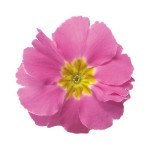 Примула Данова F1 пинк (pink) /100 семян/ *Sakata*