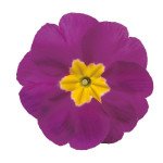 Примула Данова F1 світло-фіолетова (light violet) /100 насінин/ *Sakata*