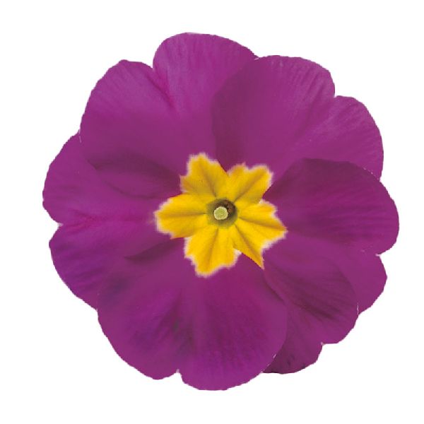 Насіння примули Данова F1 світло-фіолетова (light violet) /100 насінин/ *Sakata*