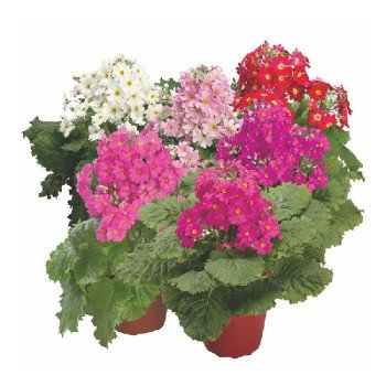 Примула Прима F1 суміш (mix) /100 насінин/ *Sakata*