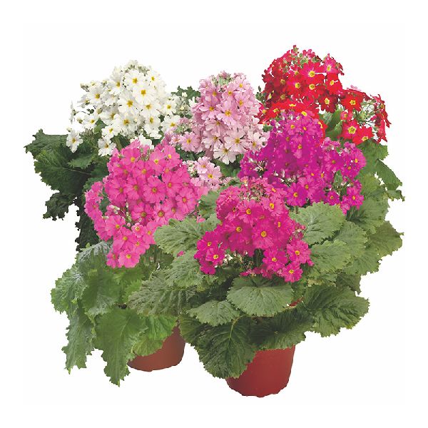 Насіння примули Прима F1 суміш (mix) /100 насінин/ *Sakata*