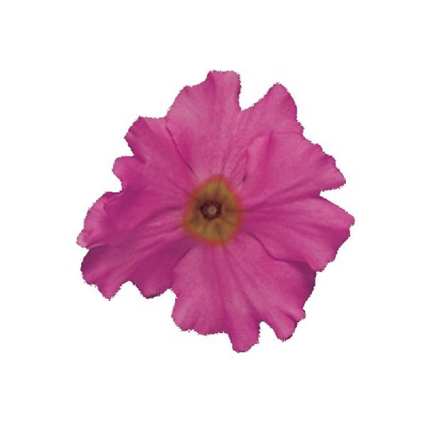 Насіння примули Прима F1 лілова (lilac) /100 насінин/ *Sakata*