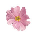 Примула Прима F1 рожева (pink) /100 насінин/ *Sakata*