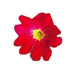 Примула Прима F1 червона (red) /100 насінин/ *Sakata*