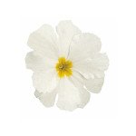 Примула Прима F1 біла (white) /100 насінин/ *Sakata*