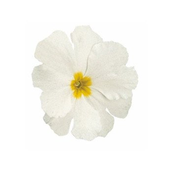 Примула Прима F1 біла (white) /100 насінин/ *Sakata*