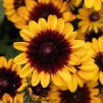 Рудбекія Pawnee Spirit /20 насінин (драже)/ *Benary*