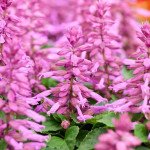 Сальвия Аморе лавандовая (lavender) /1.000 семян/ *Hem Genetics*