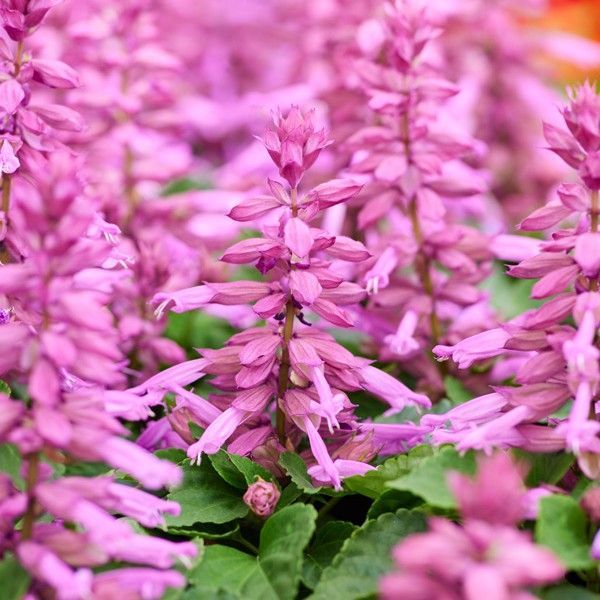 Семена сальвии Аморе лавандовая (lavender) /1.000 семян/ *Hem Genetics*