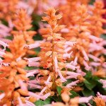 Сальвия Аморе лососевая (salmon) /1.000 семян/ *Hem Genetics*