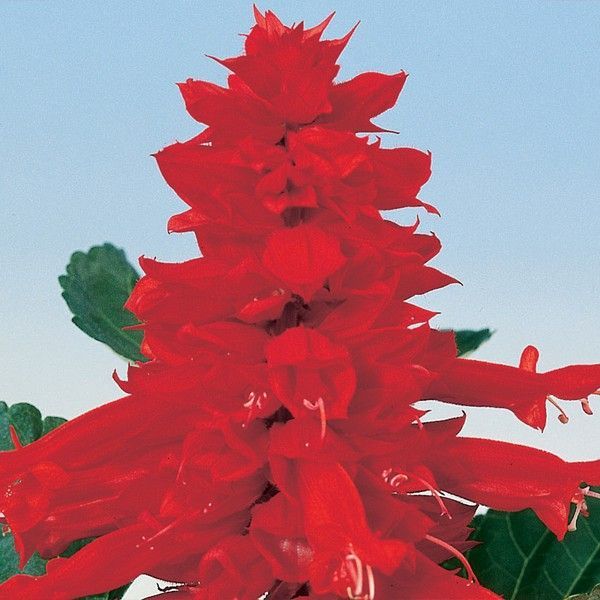 Семена сальвии Аморе скарлет (scarlet) /100 семян/ *Hem Genetics*