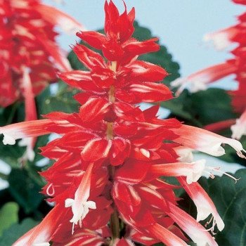 Сальвія Аморе скарлет біколор (scarlet bicolor) /100 насінин/ *Hem Genetics*