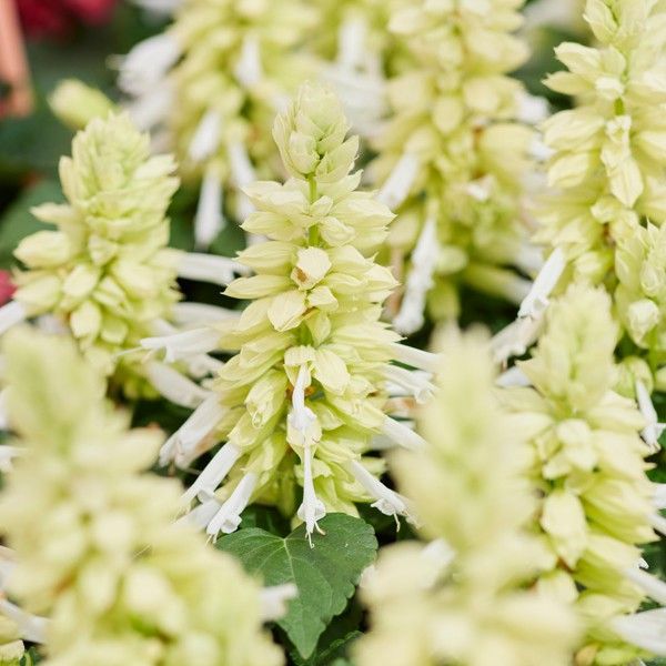 Семена сальвии Аморе белая (white) /100 семян/ *Hem Genetics*