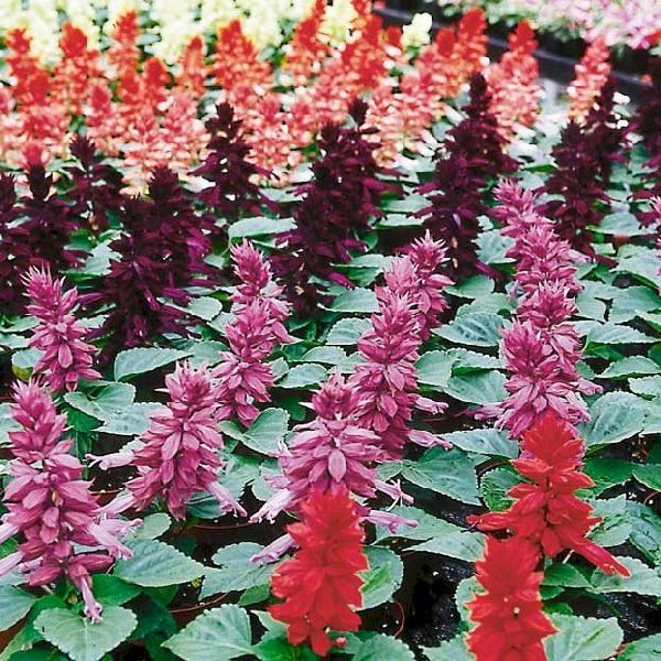 Насіння сальвії Аморе суміш (mix) /1.000 насінин/ *Hem Genetics*