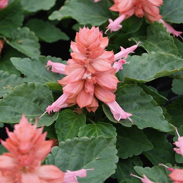 Насіння сальвії Редді малинова (pink) /1.000 насінин/ *Hem Genetics*