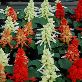 Сальвія Редді клеопатра суміш (cleopatra mixture) /1.000 насінин/ *Hem Genetics*