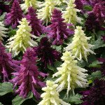 Сальвія Редді неро суміш (nero mixture) /100 насінин/ *Hem Genetics*