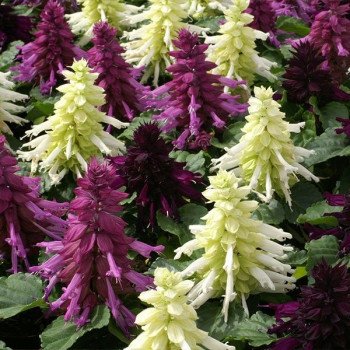 Сальвія Редді неро суміш (nero mixture) /1.000 насінин/ *Hem Genetics*