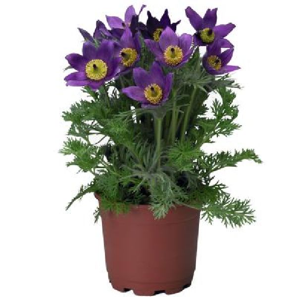 Насіння сон-трави Пінвіл синя (blue violet shades) /100 насінин/ *Syngenta*