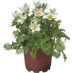 Сон-трава Пінвіл біла (white) /100 насінин/ *Syngenta*