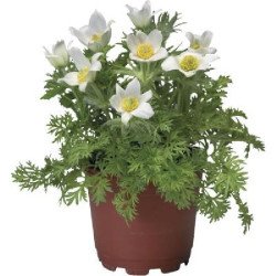 Сон-трава Пинвил белая (white) /100 семян/ *Syngenta*