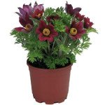 Сон-трава Пінвіл червона (dark red shades) /100 насінин/ *Syngenta*