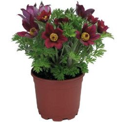 Сон-трава Пинвил красная (dark red shades) /100 семян/ *Syngenta*