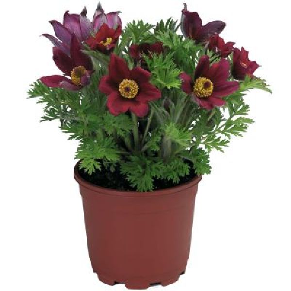 Насіння сон-трави Пінвіл червона (dark red shades) /100 насінин/ *Syngenta*