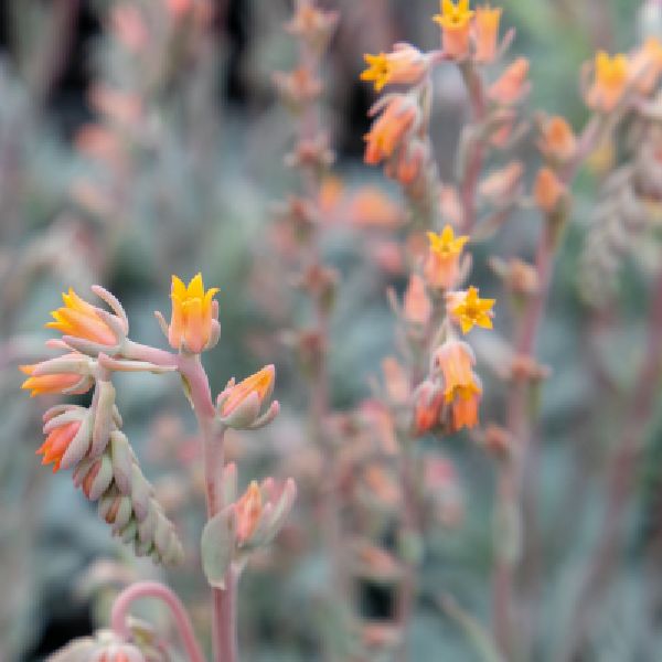 Насіння ехеверії Урбан помаранчева (orange) /50 насінин (драже)/ *Benary*