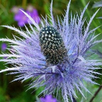 Синеголовник альпийский /1 г/ *W.Legutko*