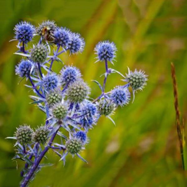 Насіння синьоголовника польового /10 г/ *W.Legutko*