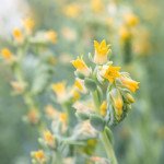 Ехеверія Урбан жовта (yellow) /50 насінин (драже)/ *Benary*