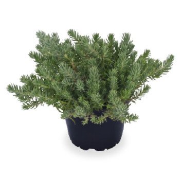 Седум Оракул /200 насінин/ *Benary*