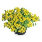 Седум Спирит /200 семян/ *Benary*