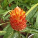 Гомфрена оранжевая (orange) /5 г/ *W.Legutko*