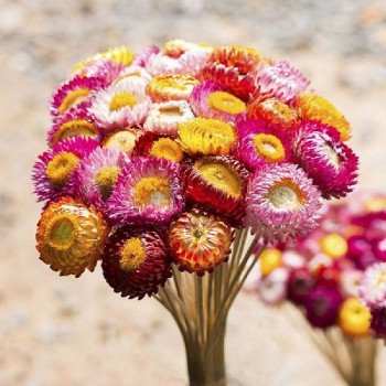 Безсмертник Султан суміш (mix) /10 г/ *Hem Zaden*