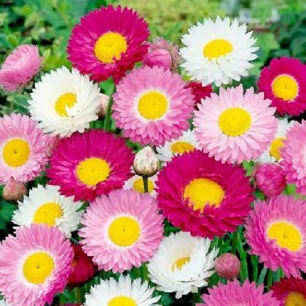 Насіння геліптеруму великоквіткового суміш /10 г/ *W.Legutko*