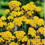 Геліптерум Санфорді жовтий /5 г/ *W.Legutko*